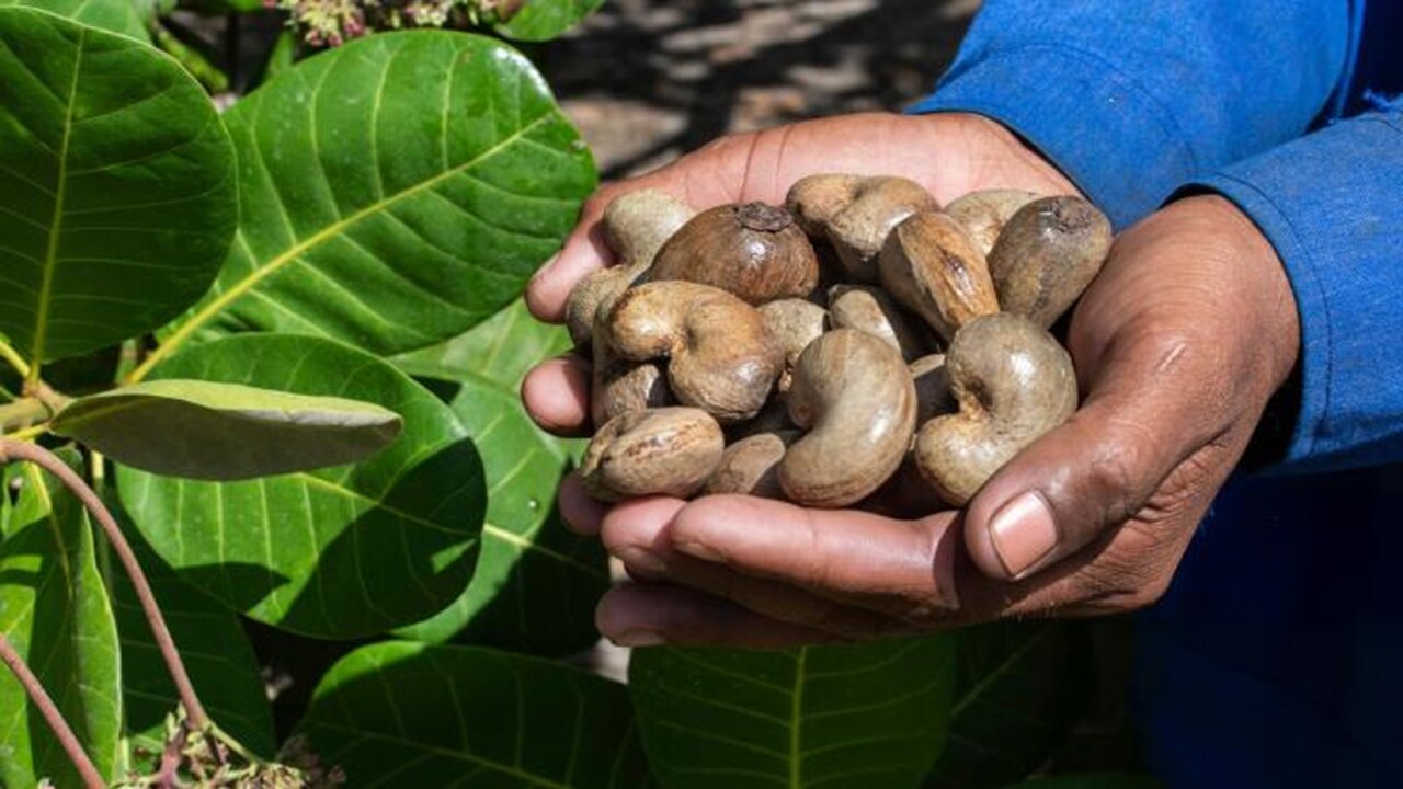A person holds a handful of freshly plucked cashews.
