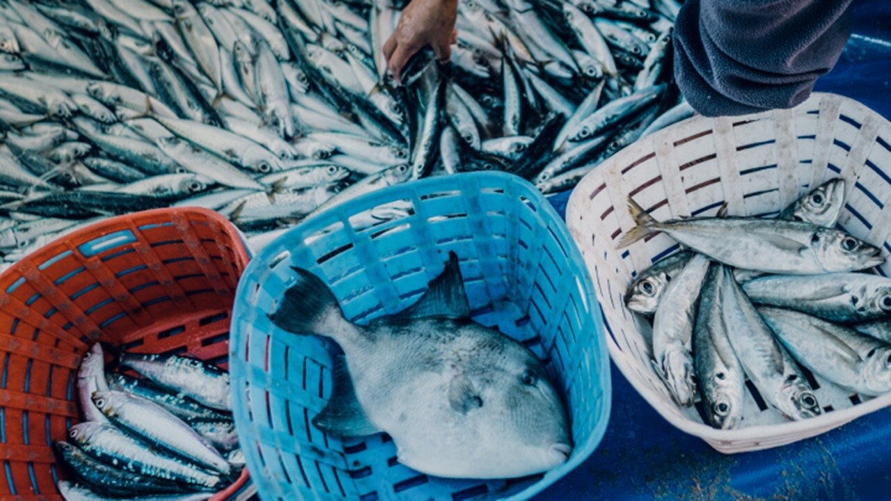 Fish