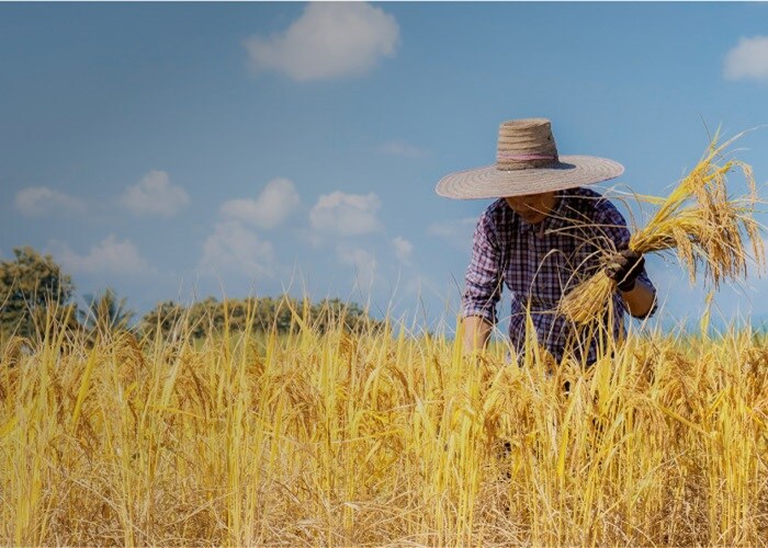 A farmer