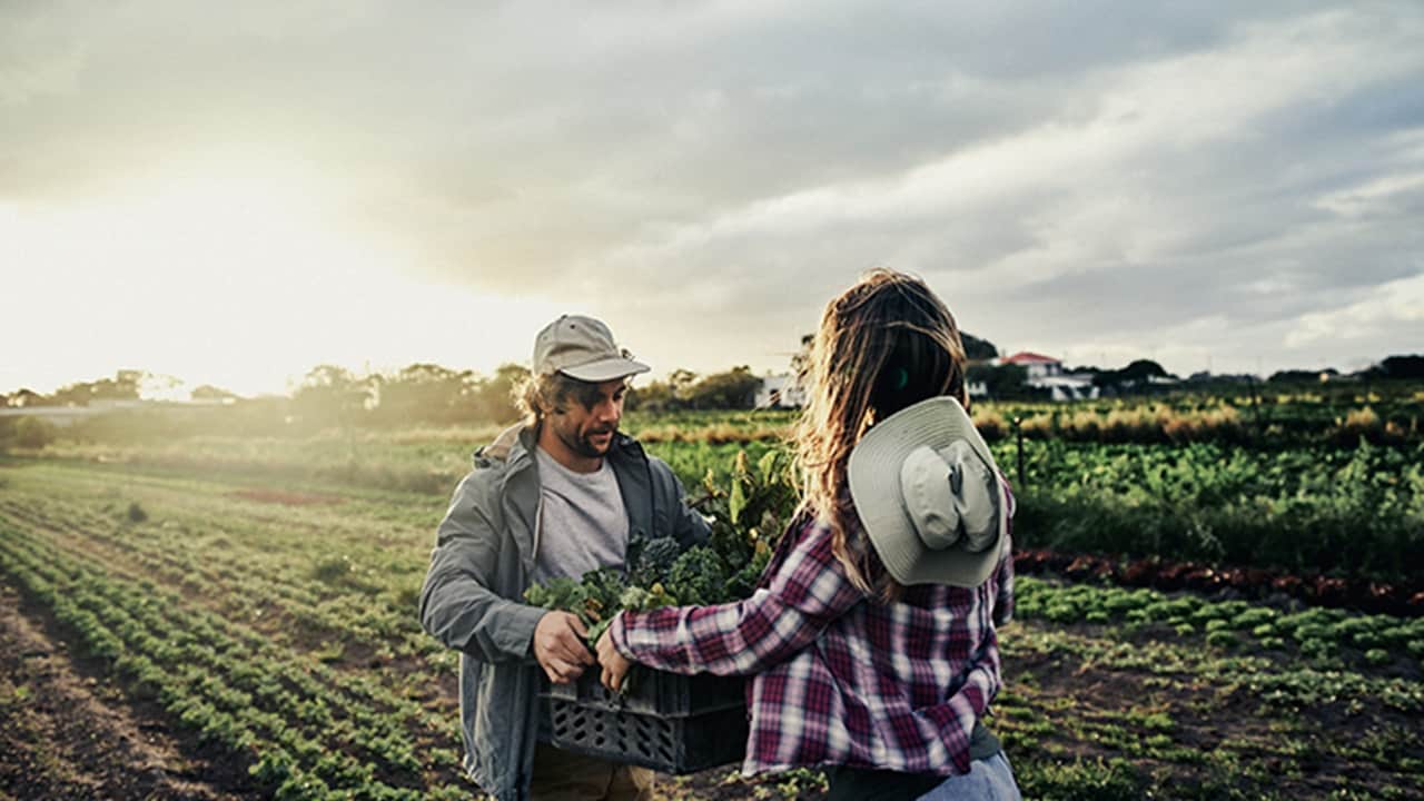 A woman and a man collaborate on the farm.