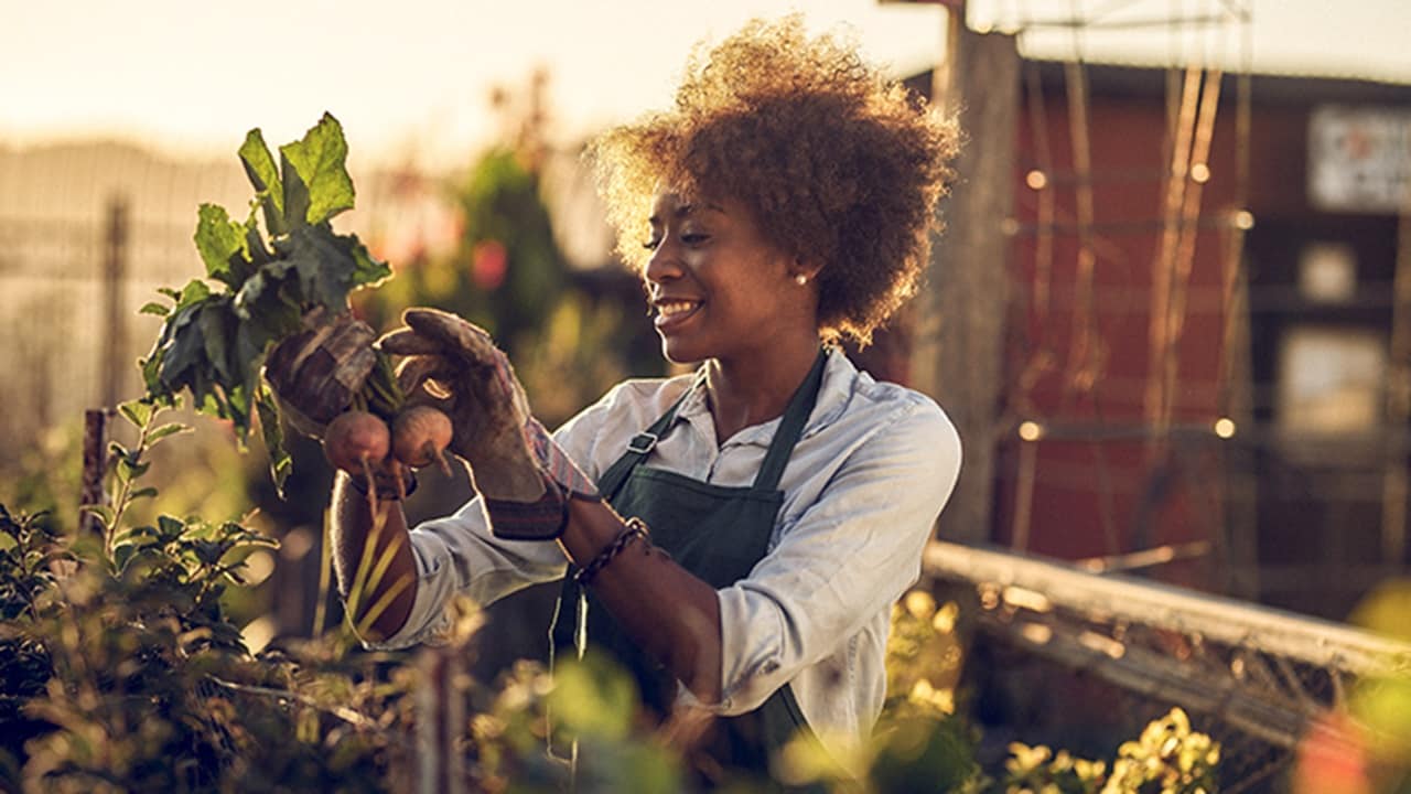 Female farmer harvesting radish.