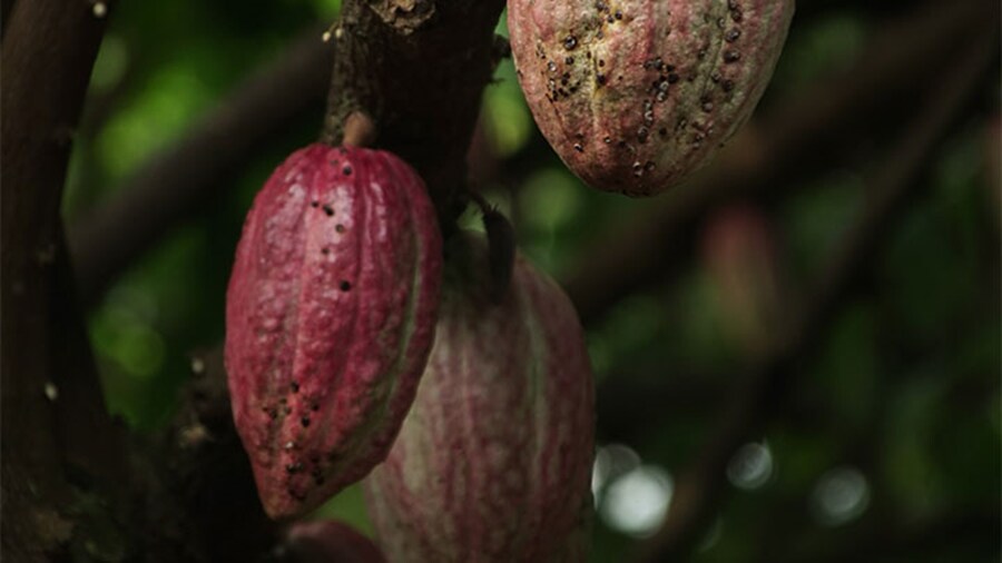 Cocoa