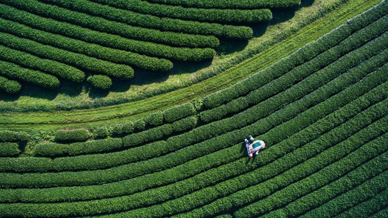 Aerial view of the green fields of a tea plantation