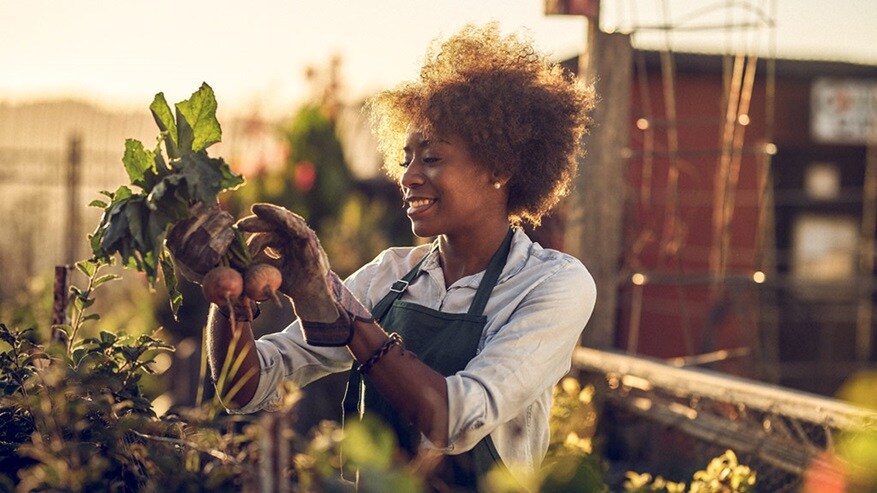 Woman picking vegetables