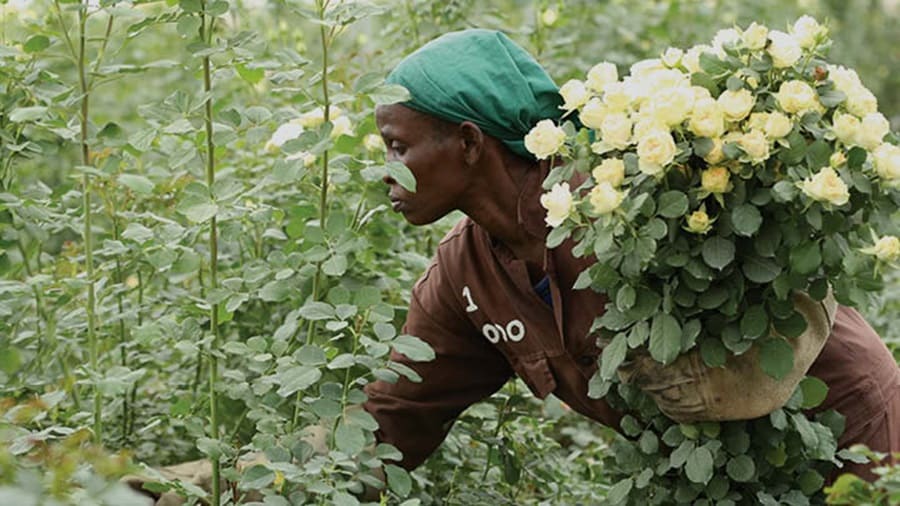 A lady plucking roses