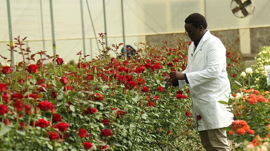 A man in rose garden