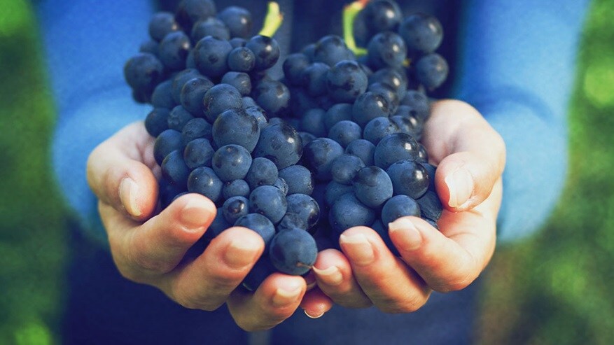 Close up shot of grapes holding in hands