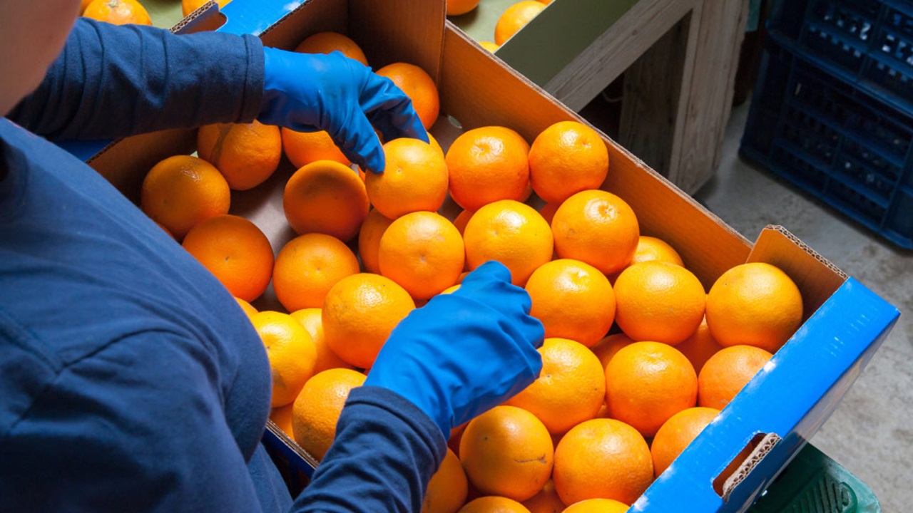A person inspecting oranges in a crate.