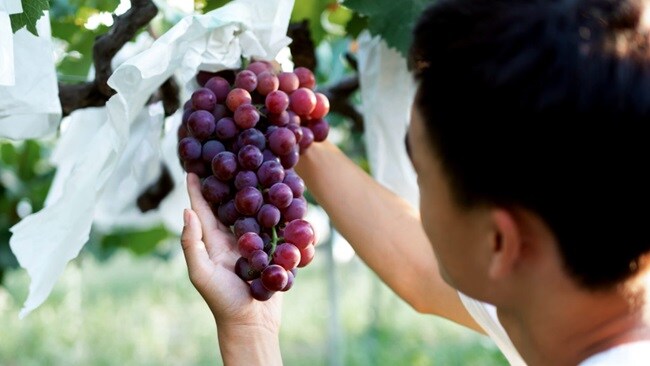 A man picks ripe grapes from a tree.