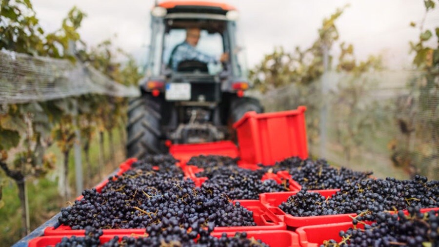 Freshness all the way: Maersk at Fruit Attraction 2022