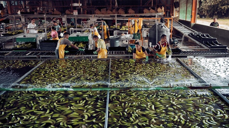 Cleaning fresh banana
