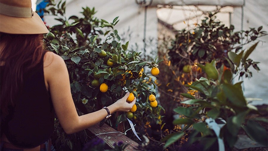 Women wearing a hat harvesting oranges