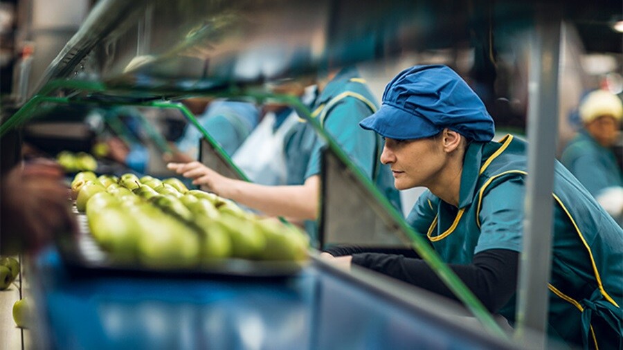 Women working in apple factory