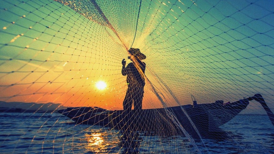Man catching fish from net