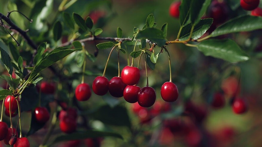 Cherries closeup shot