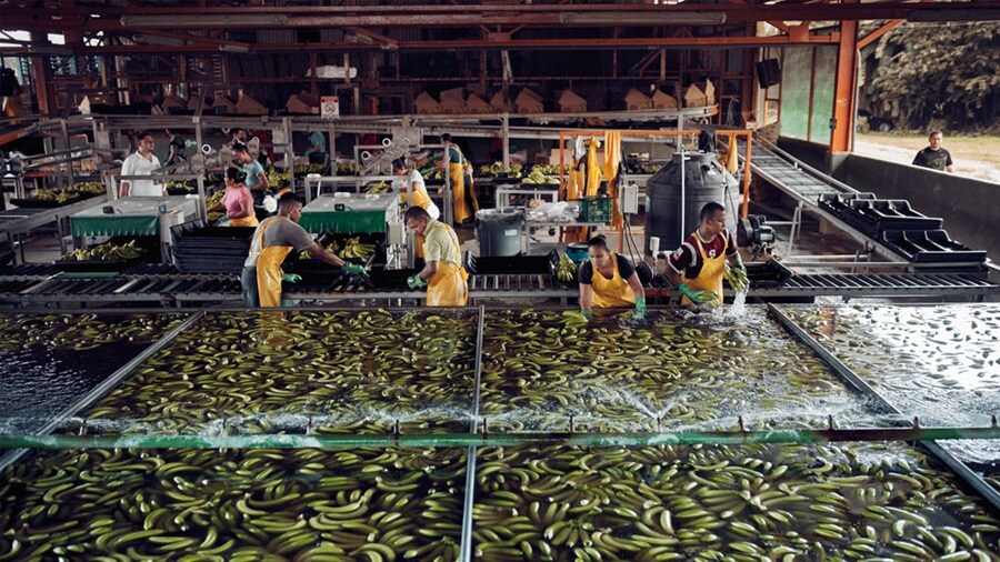 People are cleaning bannas