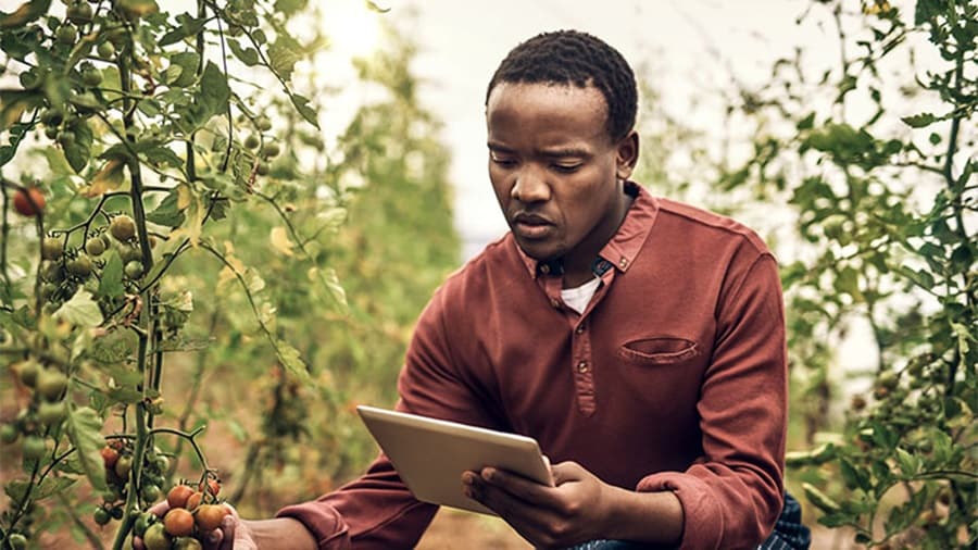 Farmer inspecting tomatoes while using a tablet in a greenhouse or outdoor garden.
