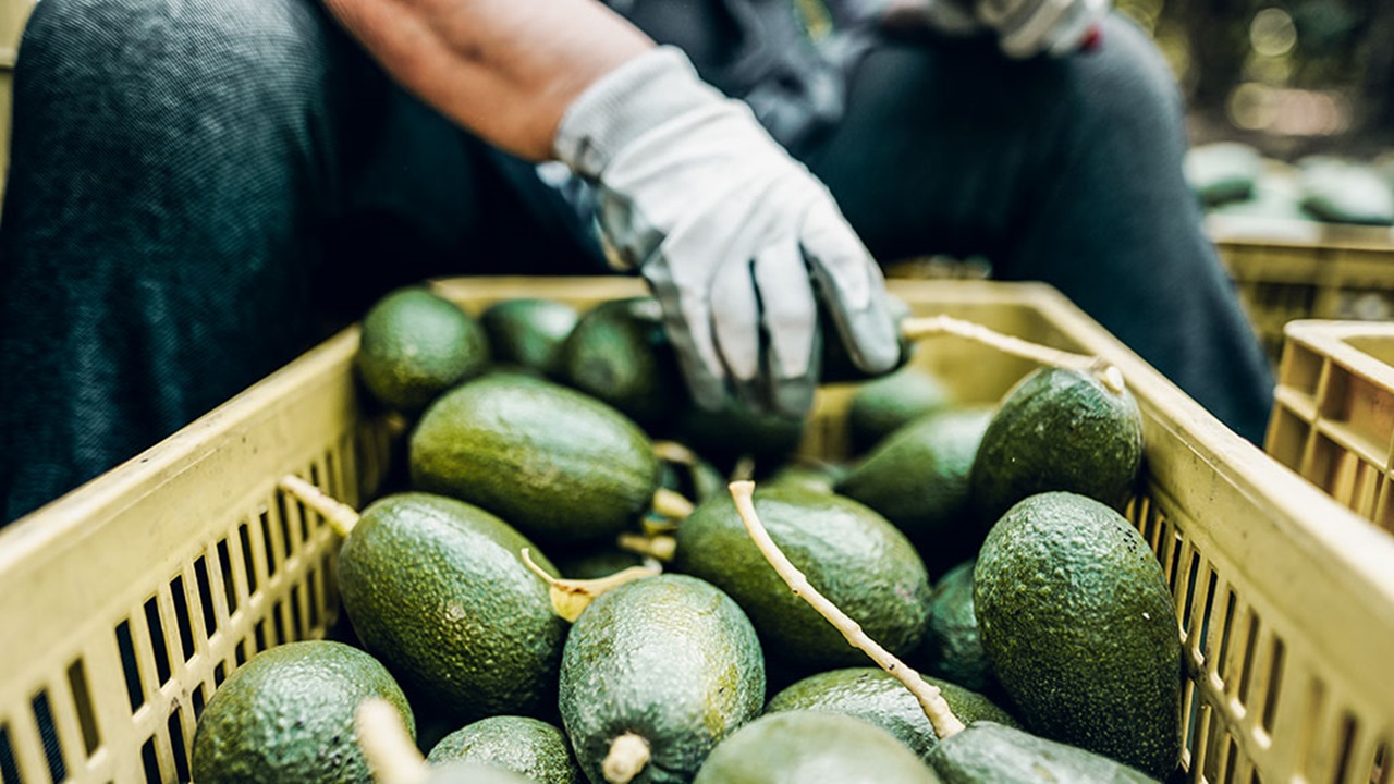 A Farmer working in the avocado harvest season