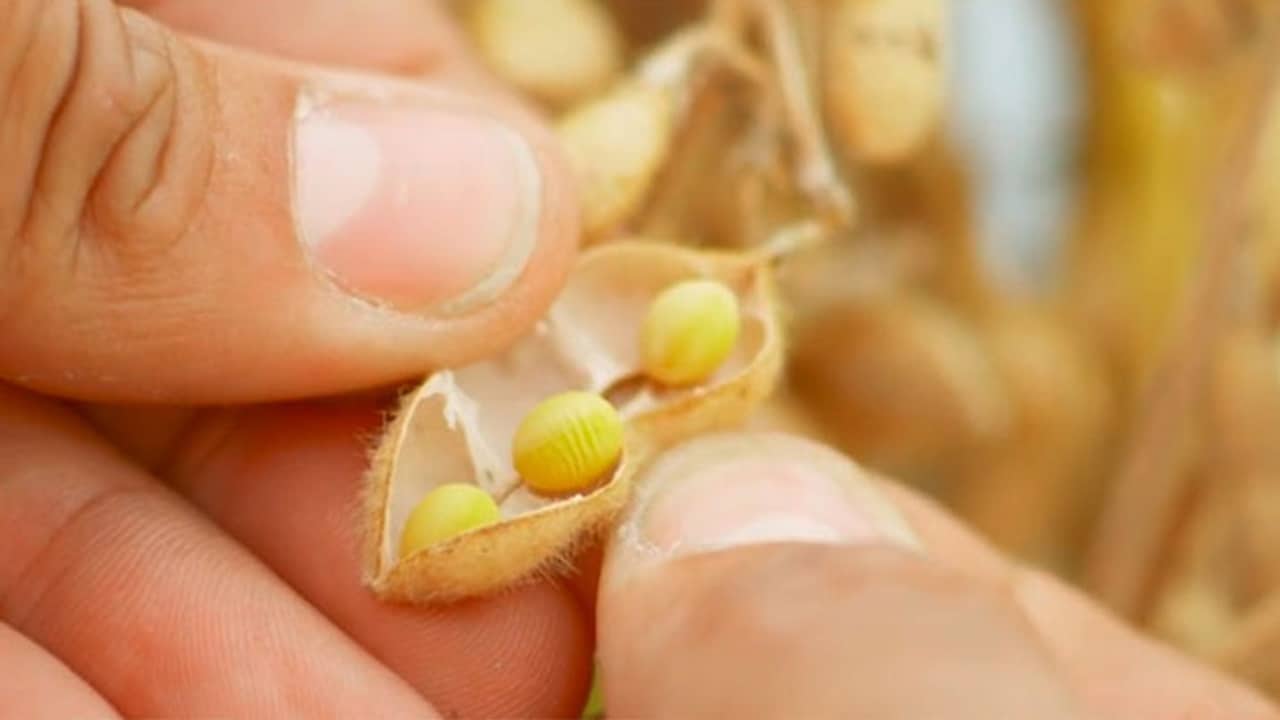 Syngentas