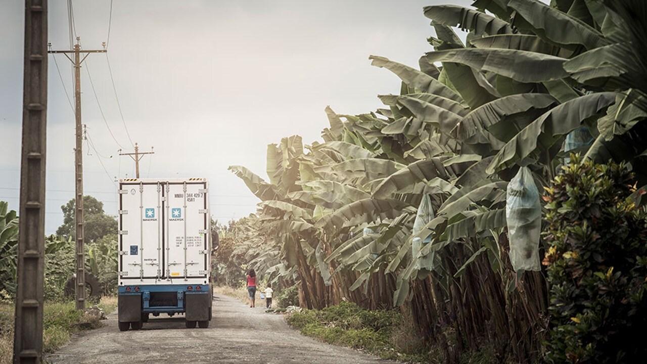 Maersk refrigerated container truck driving along a rural road surrounded by banana plantations.