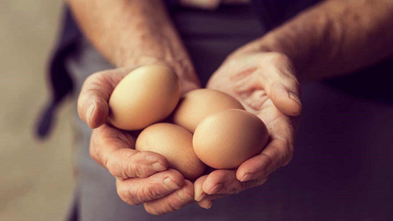 Protein